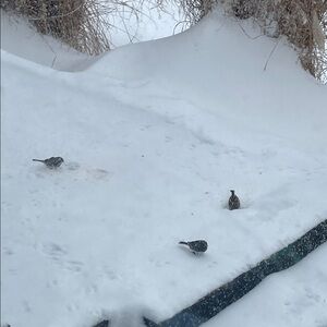 SNOW DAY ! MAKE AN OFFER SALE